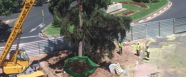 Los cacereños elegirán dónde se plantará un nuevo cedro para reemplazar al que se retiró por las obras del parking