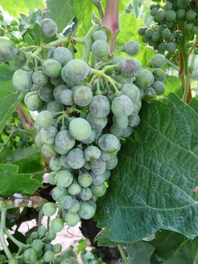 APAG Extremadura Asaja insta a los bodegueros a pagar al viticultor unos precios 'dignos'