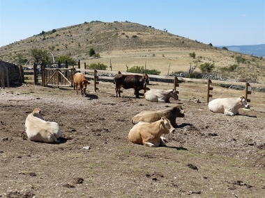 La Junta de Extremadura concederá ayudas a las inversiones para la comercialización de ganado bovino