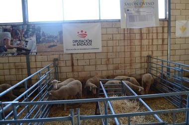 La subasta de la Diputación de Badajoz en el Salón Ovino se salda con un remate final de 6.140 euros