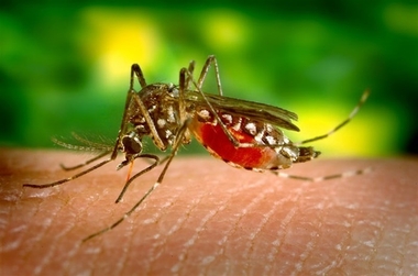 Sanidad eleva a 279 los casos de infección por virus Zika confirmados en España, uno en Extremadura