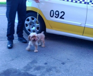 La Policía Local de Badajoz rescata a tres perros presuntamente abandonados por sus propietarios