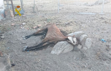 Detenido por tener en una finca de Ceclavín burros, mulos y caballos en 'pésimas condiciones'