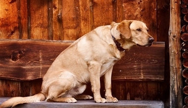 Extremadura, entre las regiones donde más casas rurales admite mascotas, según un estudio