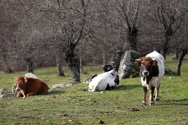 La Junta de Extremadura destina casi 300.000 euros en ayudas para la mejora de las razas ganaderas autóctonas