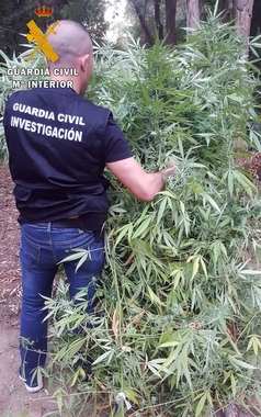 Dos detenidos por el mantenimiento de una plantación de marihuana en Arroyo de San Serván