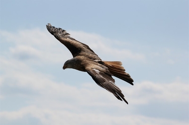 Extremadura pretende atraer a turistas con la promoción en Tarragona de su variedad de aves