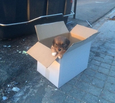 La Policía Local de Badajoz abre diligencias contra un hombre por abandonar a un perro que había adoptado