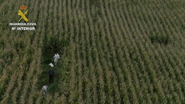 Cinco detenidos y 600 plantas de marihuana aprehendidas en varias plantaciones en la provincia de Cáceres