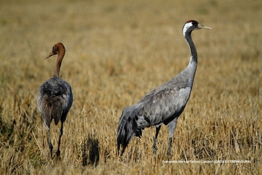Unas jornadas técnicas sobre la grulla común analizarán su uso turístico en Navalvillar de Pela