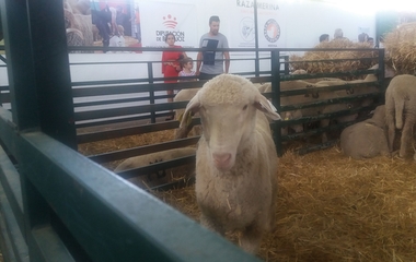 Alta participación de pujas por el ganado ovino merino de Diputación de Badajoz en la subasta en la Feria de Zafra