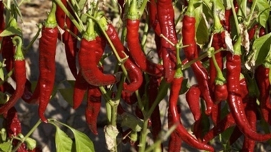 UPA-UCe Extremadura cifra en un 30% la bajada de producción en la campaña de este año de pimiento para pimentón
