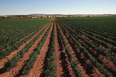 Los productores de uva y aceituna extremeños tendrán que presentar un documento con el origen y destino de su producto