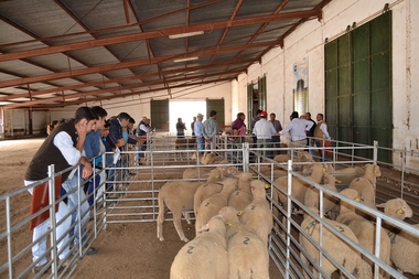 Las ganaderías extremeñas se llenan de ganado ovino merino de alta calificación de la Diputación de Badajoz