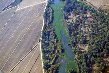 Una plataforma afirma que un 34 por ciento del tramo del río Guadiana a su paso por Medellín está cubierto de camalote
