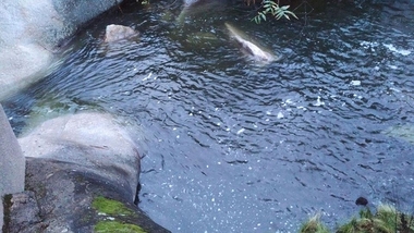 Los Pilones, con sus aguas negras tras los primeros arrastres de cenizas, tierra y restos vegetales quemados