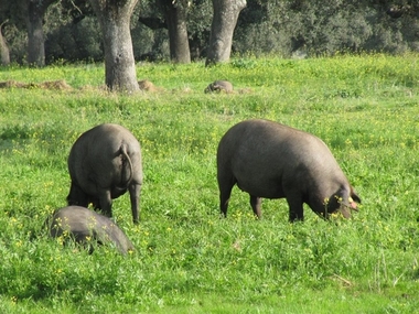 El Centro de Investigación Científicas de Extremadura participa en un proyecto europeo sobre razas porcinas autóctonas