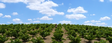 APAG Extremadura Asaja pide que se permita la inscripción de nuevas superficies de viña para la Denominación CAVA