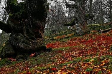 Llegó el otoño