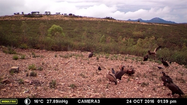 Un proyecto para proteger aves carroñeras amenazadas en Extremadura contará con el apoyo de agricultores y ganaderos