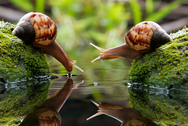 Tordos y Caracoles