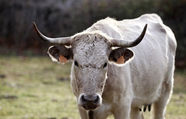 Extremadura destina 300.000 euros a ayudas para la mejora de las razas ganaderas autóctonas