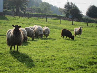 La Junta de Extremadura publica en el DOE las bases reguladoras para las ayudas al pastoreo de trashumancia