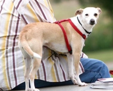 Biografía perruna
