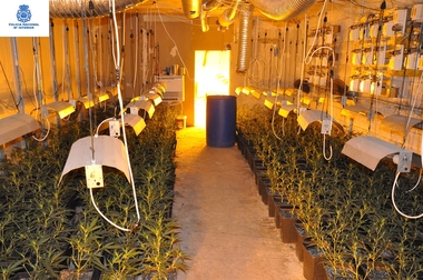 La Policía Nacional desmantela un cultivo de 915 plantas de marihuana en una nave industrial de Mérida