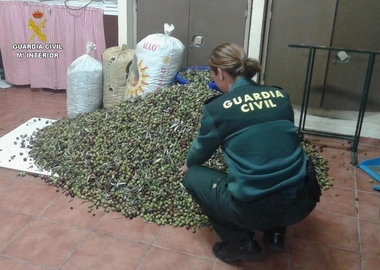 Apag Extremadura Asaja atribuye al documento de trazabilidad la 'significativa reducción' de robos de aceitunas