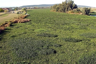 Una jornada analizará en Agroexpo la invasión de camalote en el Guadiana y posibles soluciones