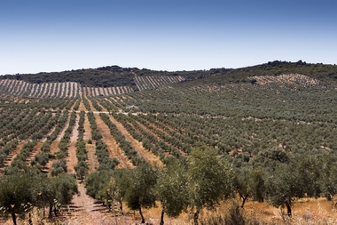 UPA-UCE Extremadura prevé una producción olivarera 