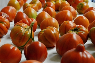 Un estudio extremeño trata de controlar la juncia, una mala hierba que daña al tomate, el pimiento y el tabaco