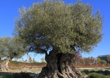 APAG Extremadura Asaja pide a las administraciones ''extremar precauciones'' por la plaga 'xylella fastidiosa' del olivar