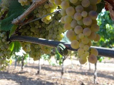 Investigadores de Cicytex analizan el impacto del riego en la calidad de los vinos con uva blanca Macabeo