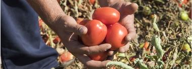 UPA-UCE Extremadura apoya las reivindicaciones de los agricultores del tomate para evitar más bajada de precios