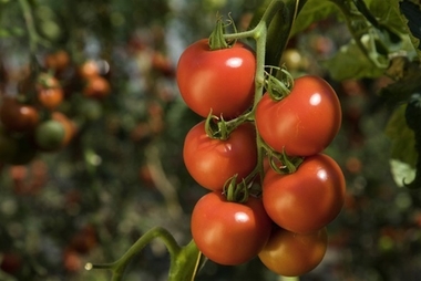 La Unión de Extremadura denunciará a las industrias transformadoras de tomate por 