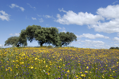 Ya huele a primavera