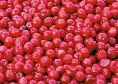 Los cerezos del Valle del Jerte (Cáceres) están 