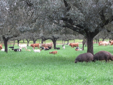 El Cicytex mejorará la sostenibilidad del sector agrícola, ganadero y forestal extremeño con seis nuevos proyectos