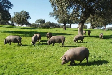 El Ministerio de Agricultura subvenciona con 3.550,000 , a AECERIBER, burlando las condiciones de compatibilidad que establece la norma comunitaria