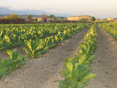 Unas jornadas analizarán este jueves en Talayuela la situación actual del sector del tabaco