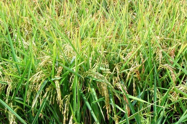 UPA-UCE Extremadura propone medidas específicas para devolver la rentabilidad al cultivo del arroz