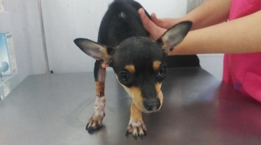La Policía Local de Badajoz rescata un perro de un contenedor de basuras