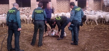 Dos detenidos como presuntos autores del robo de 150 ovejas de una explotación ganadera en Oliva de Mérida