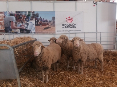 Las merinas de La Cocosa se saldan con un remate final de 3.700 euros en la XIX Feria Ganadera de La Coronada (Badajoz)