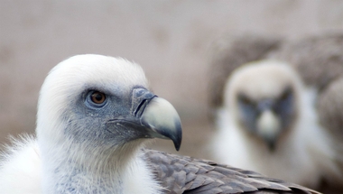 Un grupo de 25 buitres leonados viaja desde Extremadura a Cerdeña para un proyecto de reintroducción de esta especie