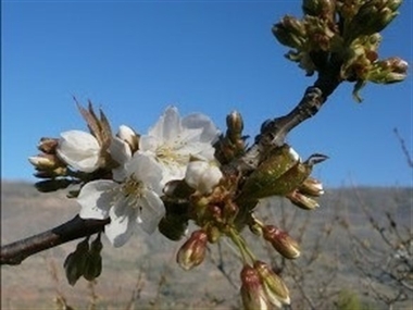 Comienza la floración en el Valle del Jerte, que espera su plenitud a finales de la próxima semana