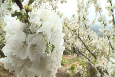 Más de 1,2 millones de cerezos en flor visten de blanco estos días el Valle del Jerte