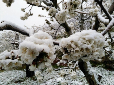 UPA-UCE calcula que las pérdidas en los cerezos del Jerte por las nevadas alcanzan el 60% en algunas zonas